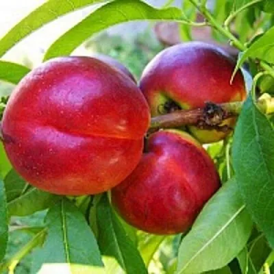 Нектарин  Нектарин в Красноярске