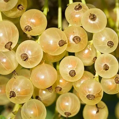 Смородина белая СМОЛЬЯНИНОВСКАЯ  Смородина белая СМОЛЬЯНИНОВСКАЯ в Красноярске