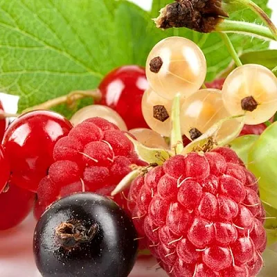 Плодовые кустарники в Красноярске