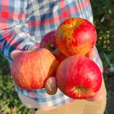 Яблоня КРАСАВИТА в Красноярске