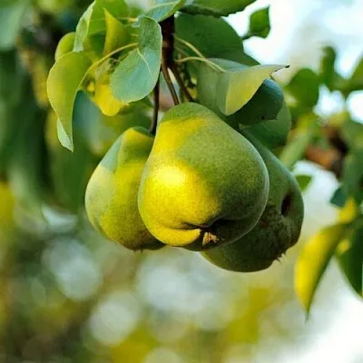 Груша СТОЛИЧНАЯ колонновидная  Груша СТОЛИЧНАЯ колонновидная в Красноярске