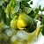 Груша СТОЛИЧНАЯ колонновидная в Красноярске