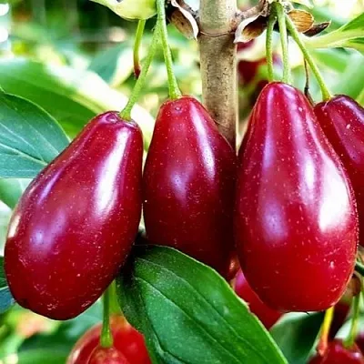 Кизил ВЛАДИМИРСКИЙ  Кизил ВЛАДИМИРСКИЙ в Красноярске