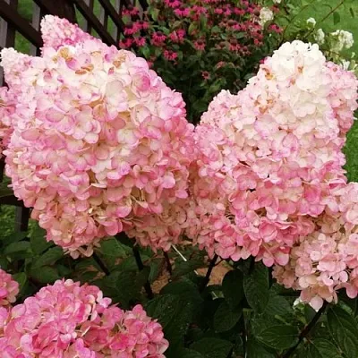 Гортензия МЭДЖИКАЛ КЭНДЛ метельчатая  Гортензия МЭДЖИКАЛ КЭНДЛ метельчатая в Красноярске