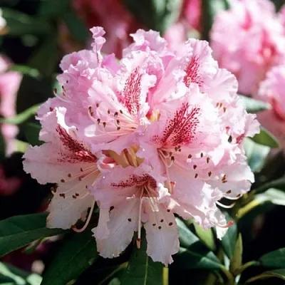 Рододендрон ЧИР  Рододендрон ЧИР в Красноярске