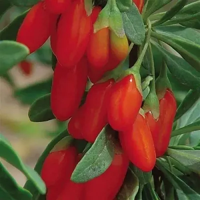 Годжи ВЯЧЕСЛАВ  Годжи ВЯЧЕСЛАВ в Красноярске