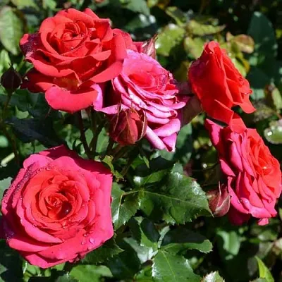 Саженцы роз МИРАБЕЛЬ спрей  Саженцы роз МИРАБЕЛЬ спрей в Красноярске