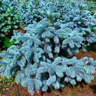 Ель СУПЕР БЛЮ СИДЛИНГ колючая  Ель СУПЕР БЛЮ СИДЛИНГ колючая в Красноярске