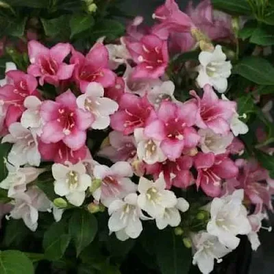 Вейгела КАРНАВАЛ  Вейгела КАРНАВАЛ в Красноярске