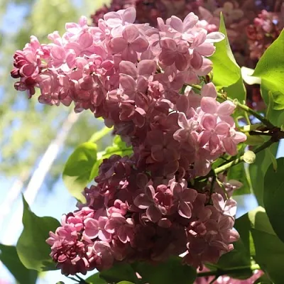 Сирень МЕДОВЫЙ СПАС  Сирень МЕДОВЫЙ СПАС в Красноярске