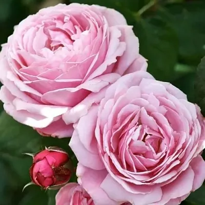 Саженцы роз ДИТЕР МЮЛЛЕР шраб  Саженцы роз ДИТЕР МЮЛЛЕР шраб в Красноярске