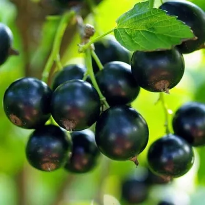 Смородина чёрная ВЕЛОЙ (ЛЕНИНГРАДСКАЯ СЛАДКАЯ)  Смородина чёрная ВЕЛОЙ (ЛЕНИНГРАДСКАЯ СЛАДКАЯ) в Красноярске