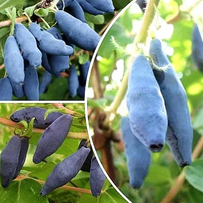 Комплект СЛАДКИЕ ХИТЫ в Красноярске