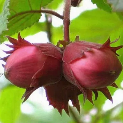 Фундук АЙВЕНГО в Красноярске