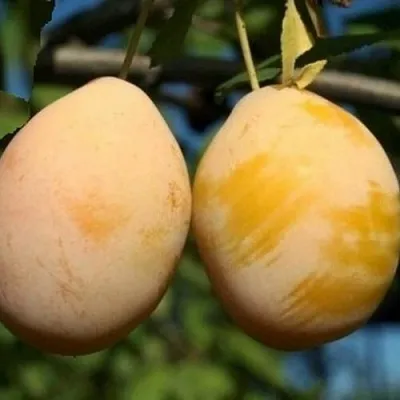 Слива ВАШИНГТОН  Слива ВАШИНГТОН в Красноярске