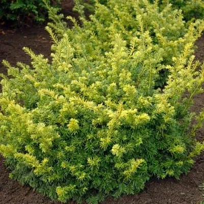 Тис ЭЛЕГАНТИССИМА ягодный  Тис ЭЛЕГАНТИССИМА ягодный в Красноярске