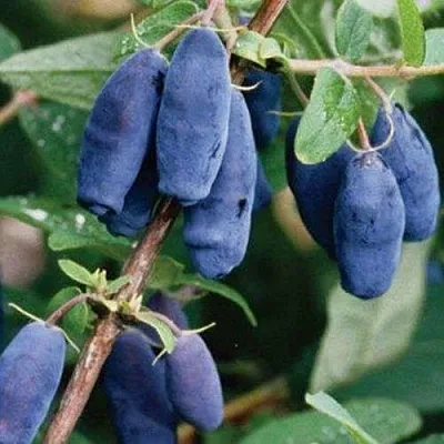 Жимолость съедобная ЛАЗУРНАЯ  Жимолость съедобная ЛАЗУРНАЯ в Красноярске