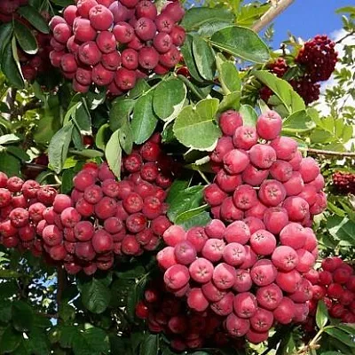 Рябина ГРАНАТНАЯ сладкоплодная в Красноярске