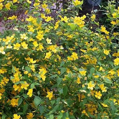 Керрия японская ГОЛДЕН ГИНЕЯ  Керрия японская ГОЛДЕН ГИНЕЯ в Красноярске