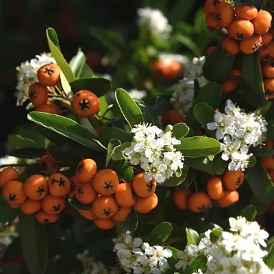 Пираканта  Пираканта в Красноярске