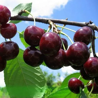 Дюк ЧУДО-ВИШНЯ  Дюк ЧУДО-ВИШНЯ в Красноярске