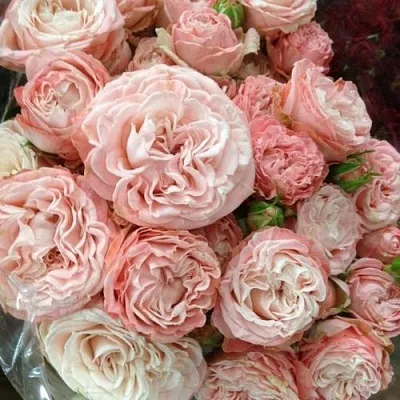 Саженцы роз МАДАМ БОМБАСТИК спрей  Саженцы роз МАДАМ БОМБАСТИК спрей в Красноярске