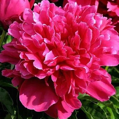 Пион ВИКТУАР ДЕ ЛА МАРН травянистый  Пион ВИКТУАР ДЕ ЛА МАРН травянистый в Красноярске