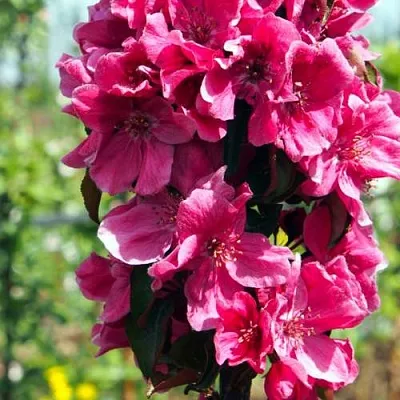 Яблоня МАЛИНОВОЕ ОЖЕРЕЛЬЕ колонновидная в Красноярске