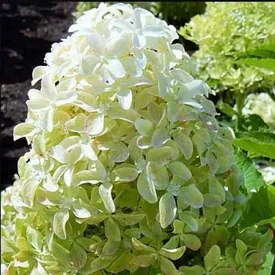 Гортензия МЭДЖИКАЛ ЛАЙМ СПАРКЛ метельчатая  Гортензия МЭДЖИКАЛ ЛАЙМ СПАРКЛ метельчатая в Красноярске