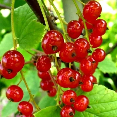 Смородина красная КОРАЛЛОВАЯ  Смородина красная КОРАЛЛОВАЯ в Красноярске