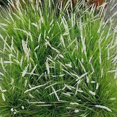 Сейслерия ОСЕННЯЯ  Сейслерия ОСЕННЯЯ в Красноярске