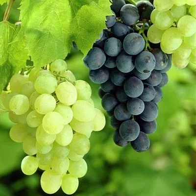 Столовый  Столовый в Красноярске