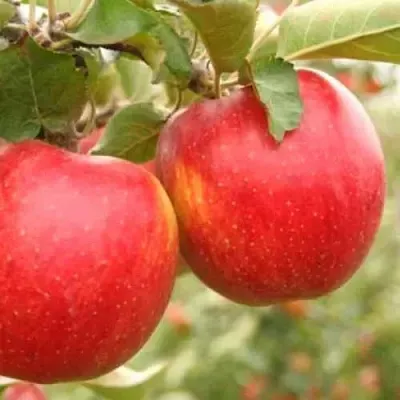 Яблоня ДЖОНАГОЛД  Яблоня ДЖОНАГОЛД в Красноярске
