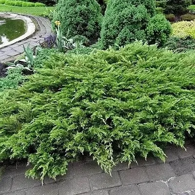 Можжевельник РОКЕРИ ДЖЕМ казацкий  Можжевельник РОКЕРИ ДЖЕМ казацкий в Красноярске