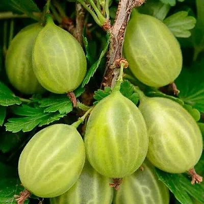 Крыжовник УРАЛЬСКИЙ ИЗУМРУД  Крыжовник УРАЛЬСКИЙ ИЗУМРУД в Красноярске