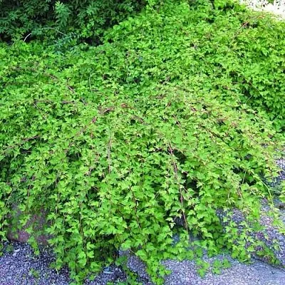 Стефанандра  Стефанандра в Красноярске