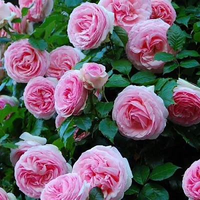 Саженцы роз ПЬЕР ДЕ РОНСАР плетистая  Саженцы роз ПЬЕР ДЕ РОНСАР плетистая в Красноярске