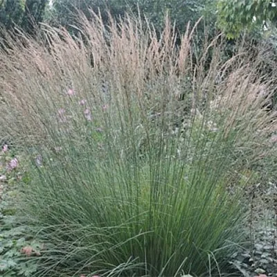 Молиния ХАЙДЕБРАУТ голубая  Молиния ХАЙДЕБРАУТ голубая в Красноярске