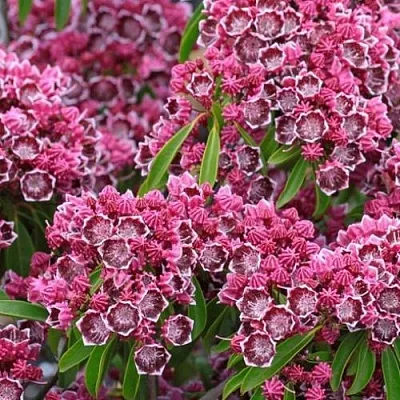 Кальмия  Кальмия в Красноярске