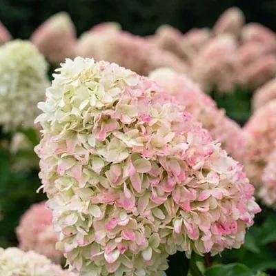 Гортензия САММЕР ЛАВ метельчатая  Гортензия САММЕР ЛАВ метельчатая в Красноярске