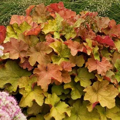 Гейхера БИГ ТОП БРОНЗ  Гейхера БИГ ТОП БРОНЗ в Красноярске