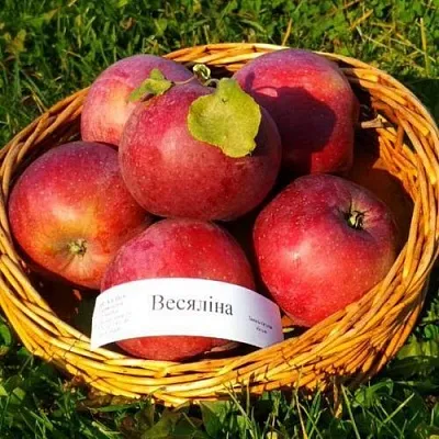 Яблоня ВЕСЯЛИНА в Красноярске