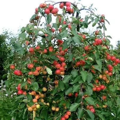Яблоня ХЮВИНГИЕНЗИС декоративная  Яблоня ХЮВИНГИЕНЗИС декоративная в Красноярске