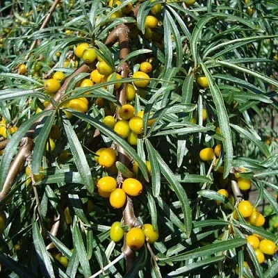 Облепиха ЖЕЛТОПЛОДНАЯ  Облепиха ЖЕЛТОПЛОДНАЯ в Красноярске