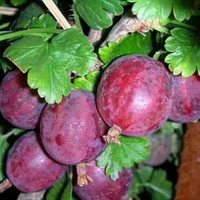 Крыжовник КОЛОБОК  Крыжовник КОЛОБОК в Красноярске