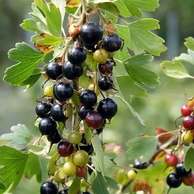 Смородина золотистая ПЛОТНОМЯСАЯ  Смородина золотистая ПЛОТНОМЯСАЯ в Красноярске