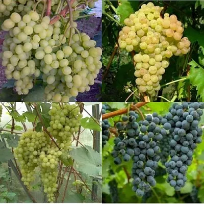 Комплект ВИНОГРАДНАЯ РАДУГА в Красноярске