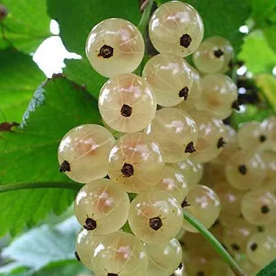 Смородина белая ЮТЕРБОРГСКАЯ  Смородина белая ЮТЕРБОРГСКАЯ в Красноярске