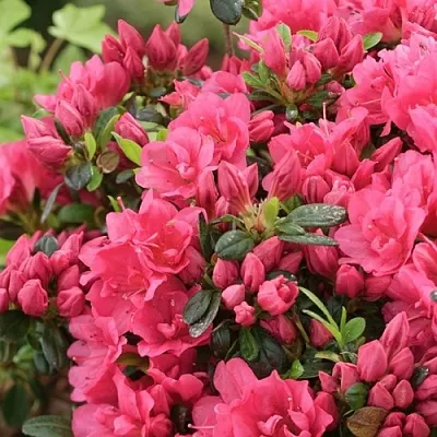 Азалия  Азалия в Красноярске