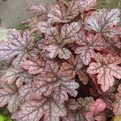 Гейхера ГАНСМОУК  Гейхера ГАНСМОУК в Красноярске